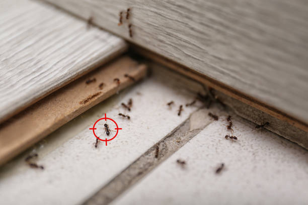 Best Bed Bug Extermination  in Columbus, WI
