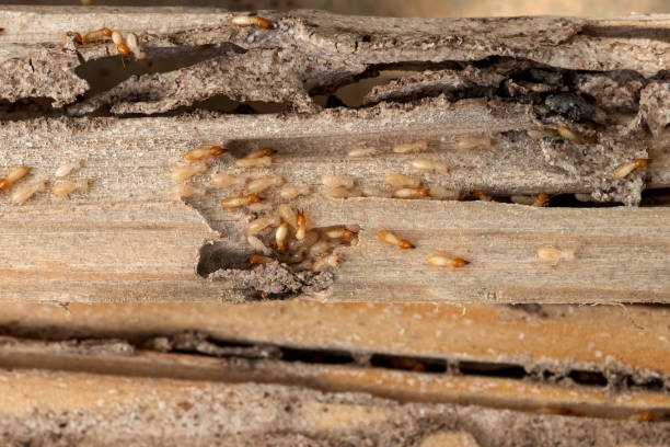 Professional Pest Control in Columbus, WI