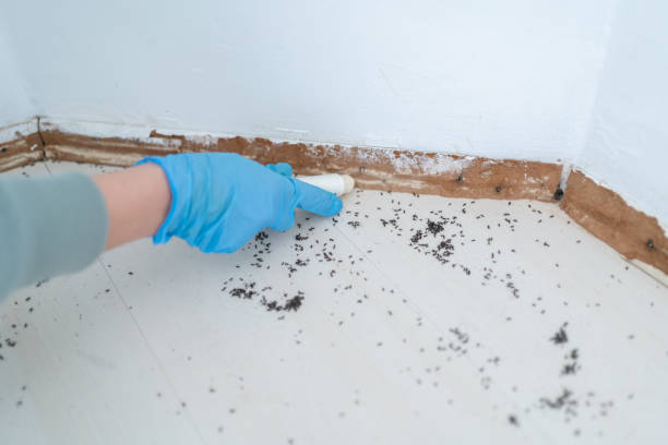 Best Cockroach Control Services  in Columbus, WI
